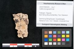 Foto (Objekt + Etikett) von Callitris brongniartii Endl. (NHMW-GEO-2024-0188-8226)